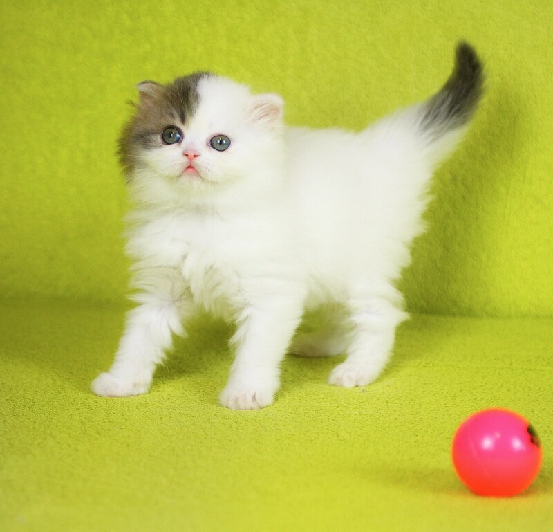 Fantasia Scottish Straight female, blue tabby van