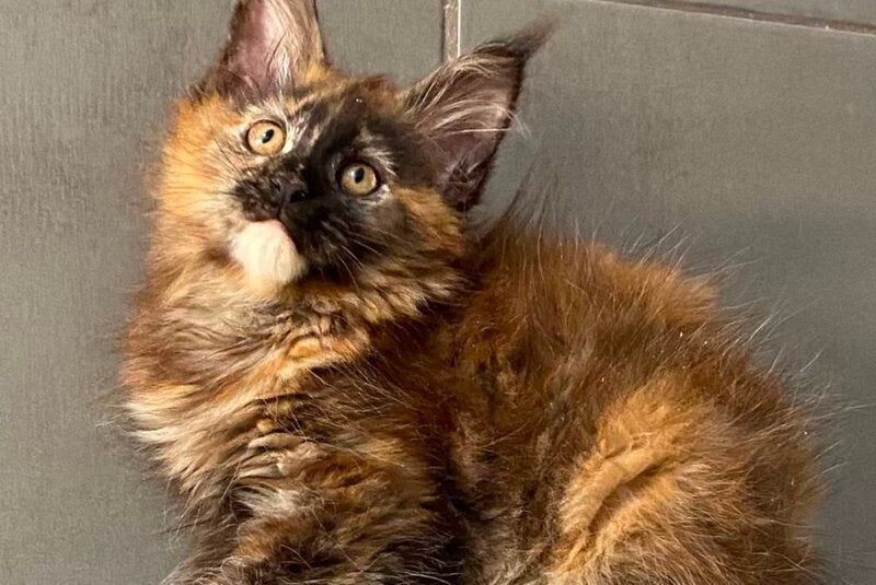 West Coast Maine Coon female, black tortie