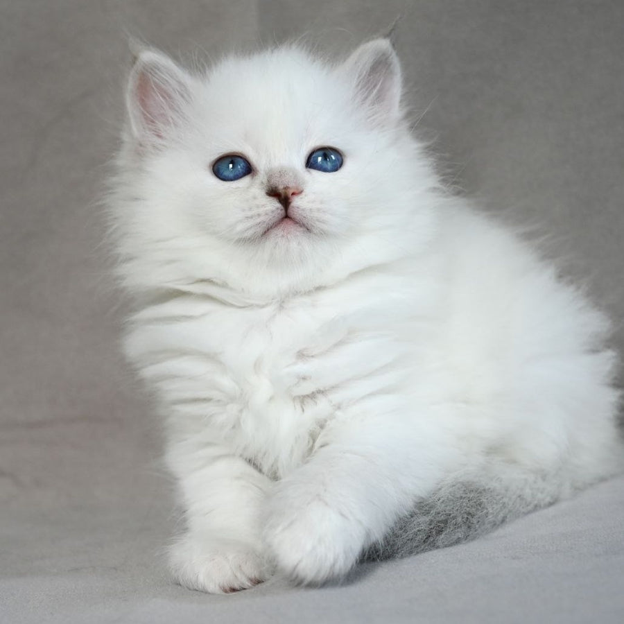 Holli Siberian female, blue tortie tabby pointed
