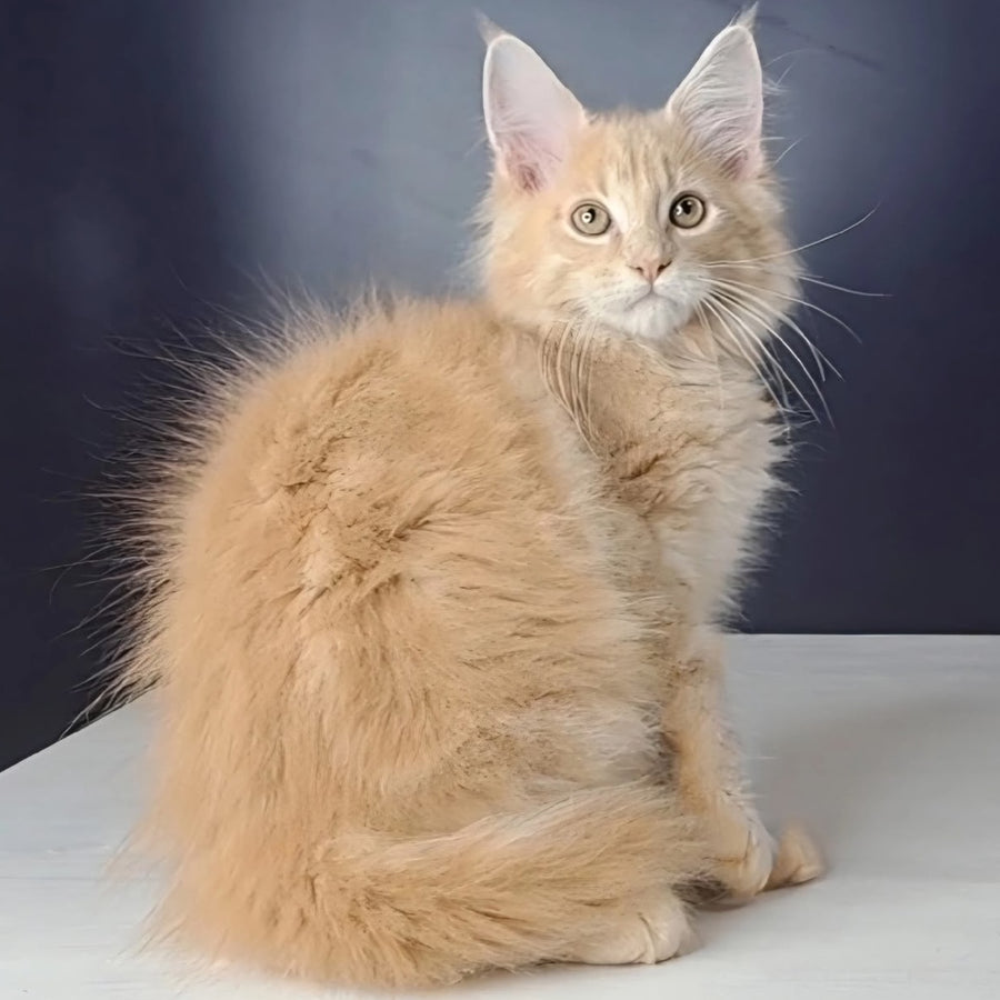 Nemo Maine Coon male, red tabby