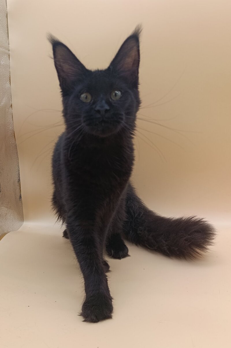 Iris Maine Coon female black silver - live animals