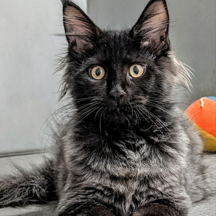 Wizard Maine Coon male, black