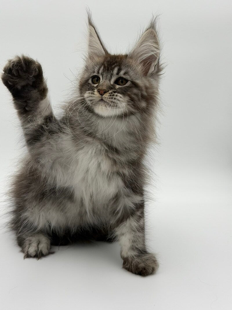 Kiss Maine Coon male black silver tabby - live animals