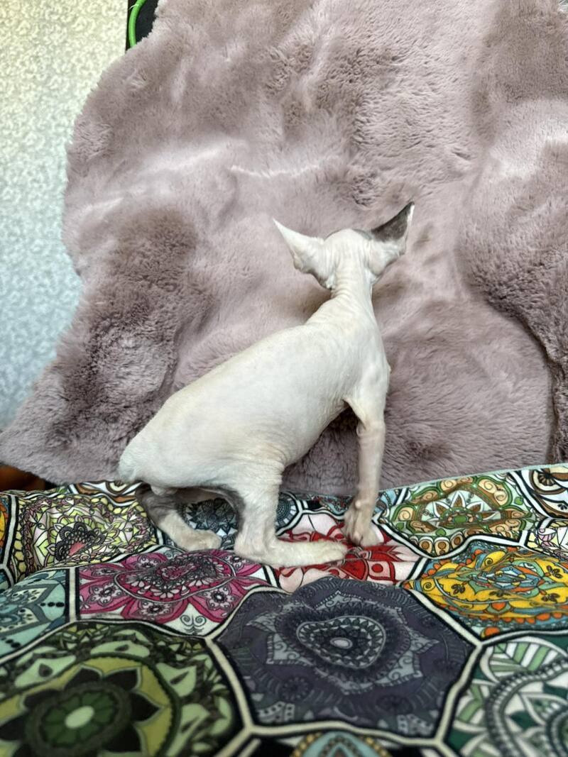 Van Devon Rex male, black harlequin