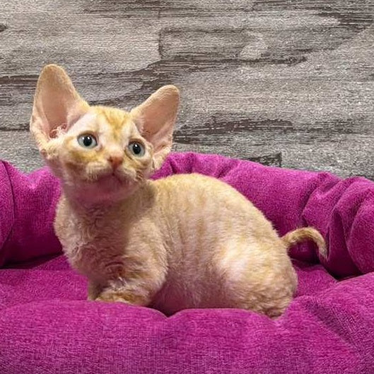 Persik Devon Rex male, red