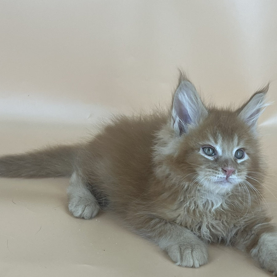 Brandon Maine Coon male, red tabby