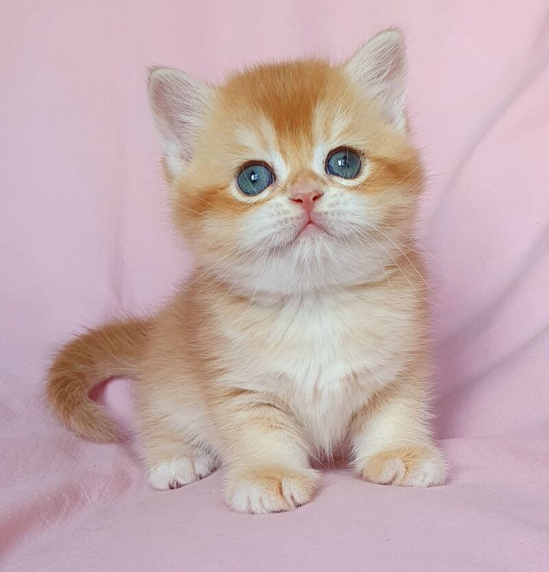 Teddy British Shorthair male, chocolate golden chinchilla
