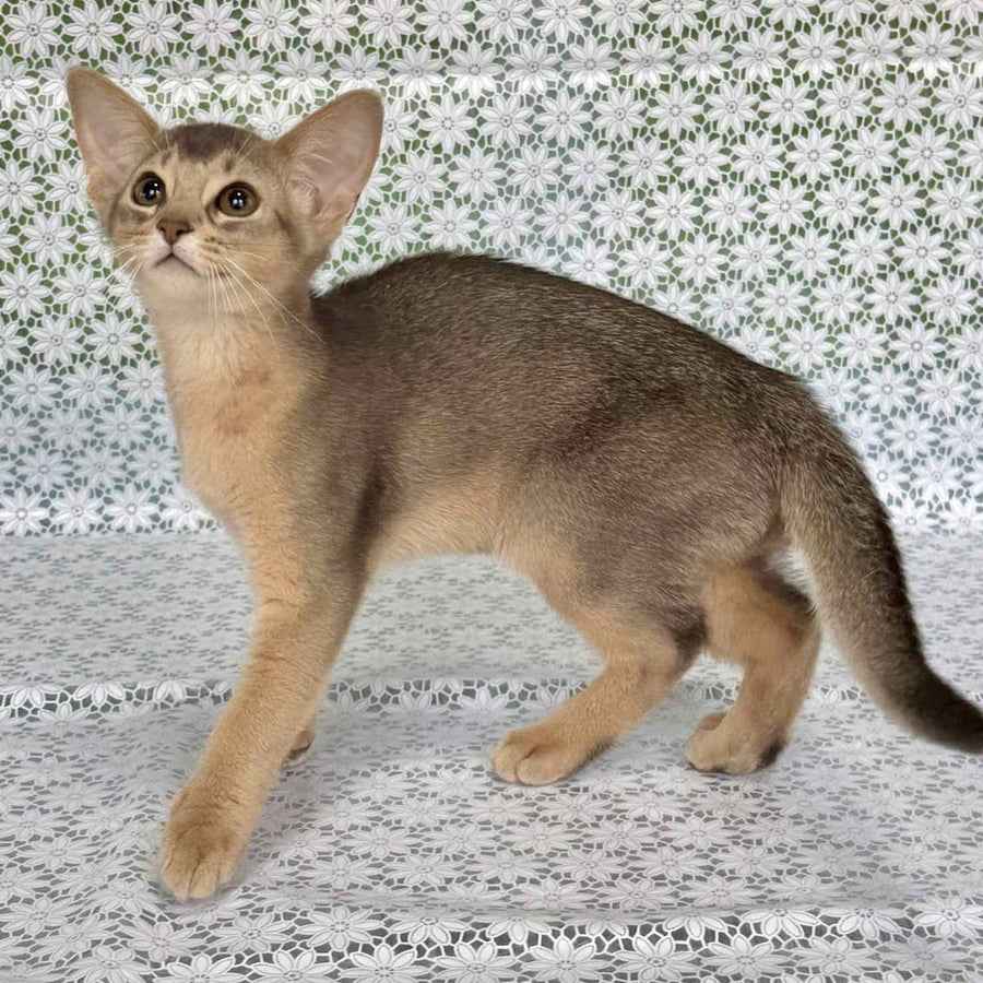 Fiesta Abyssinian female, blue