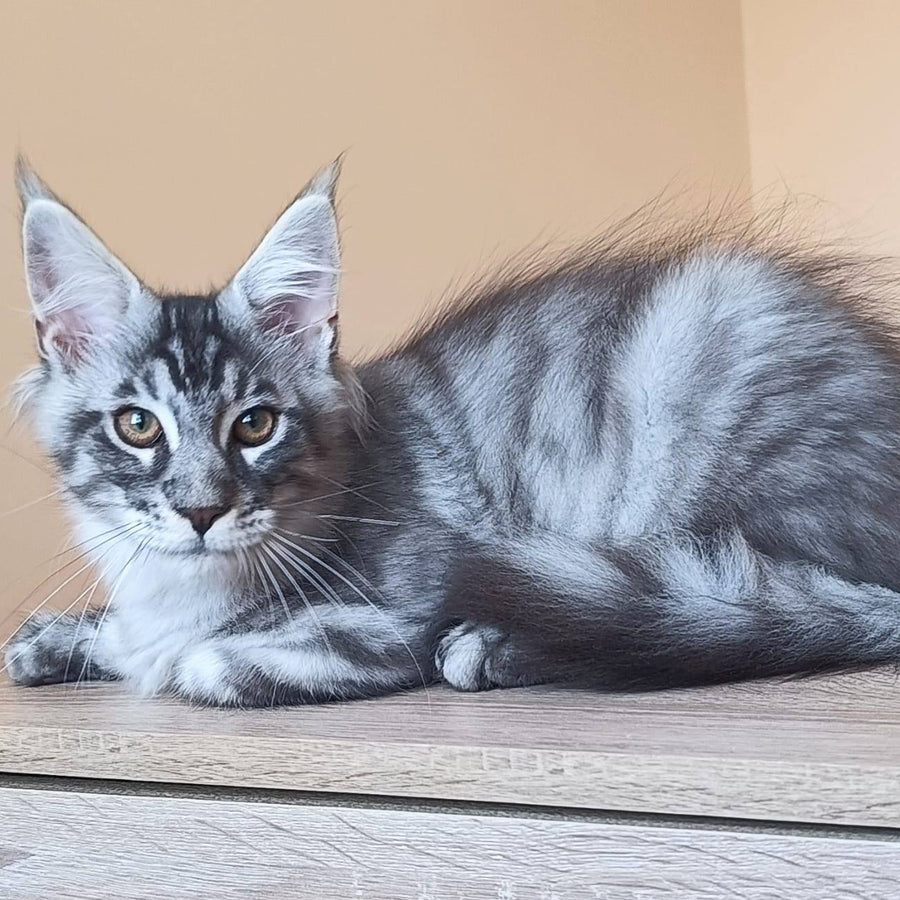 Emir Maine Coon male, black silver ticked tabby