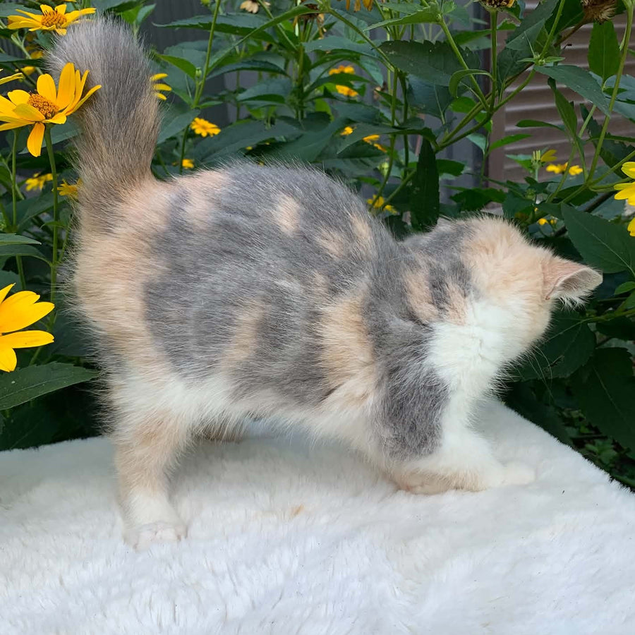 Milashka Exotic female, blue tortie tabby bicolour