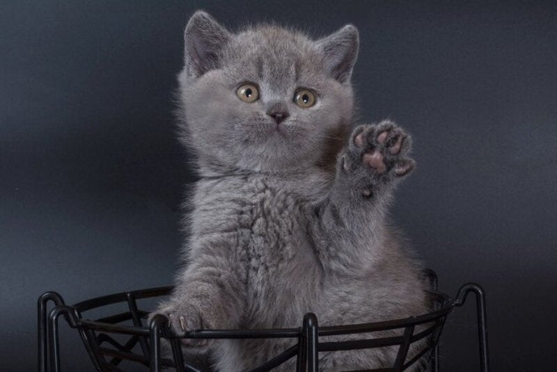 Isla British Shorthair female, blue