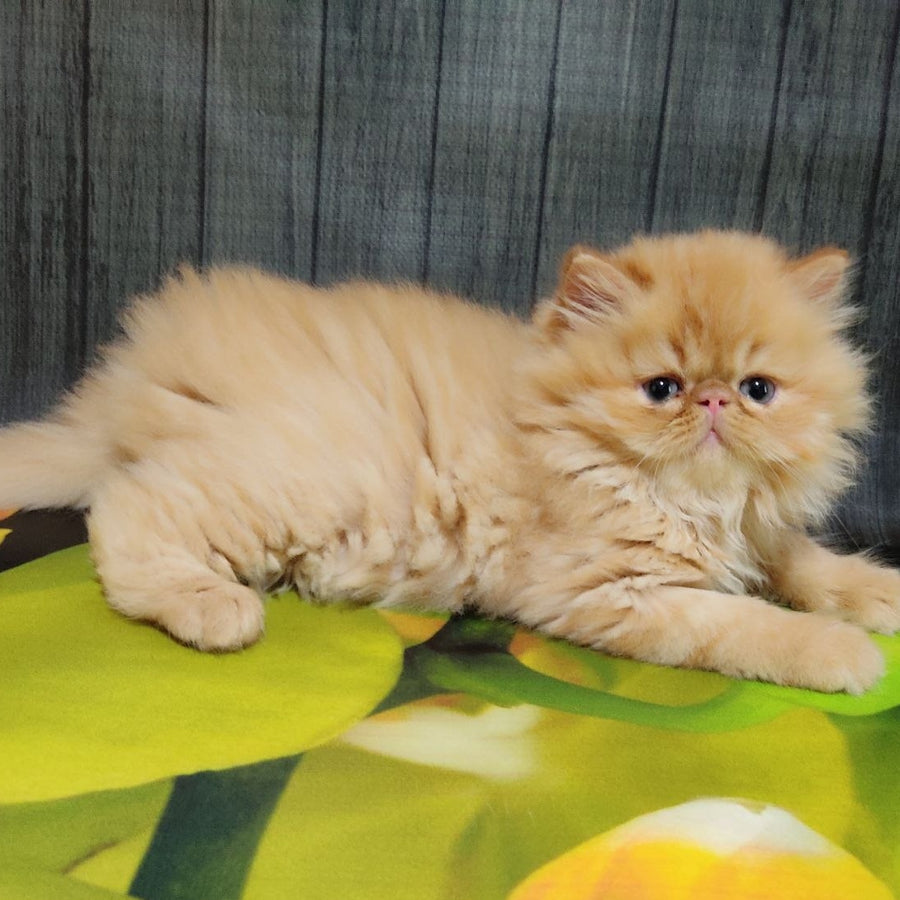 Nilson Persian male, red tabby