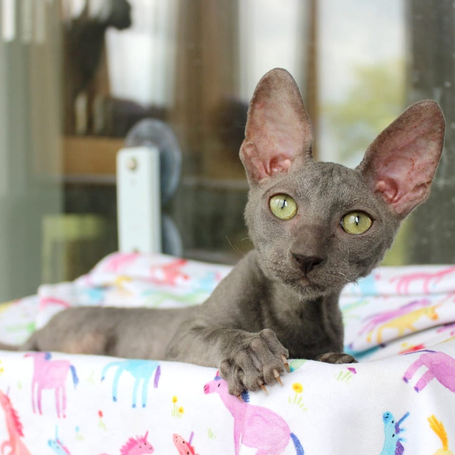 Dimetry Cornish Rex male, blue