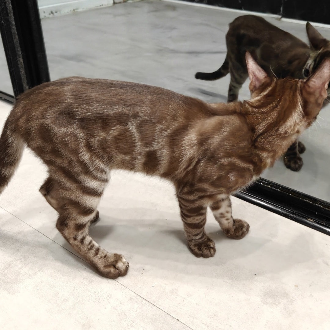Jake Bengal male, black amber spotted tabby pointed