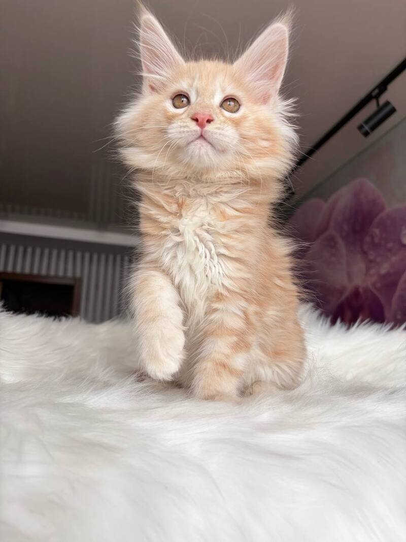 Wisdom Maine Coon male, cream silver tabby