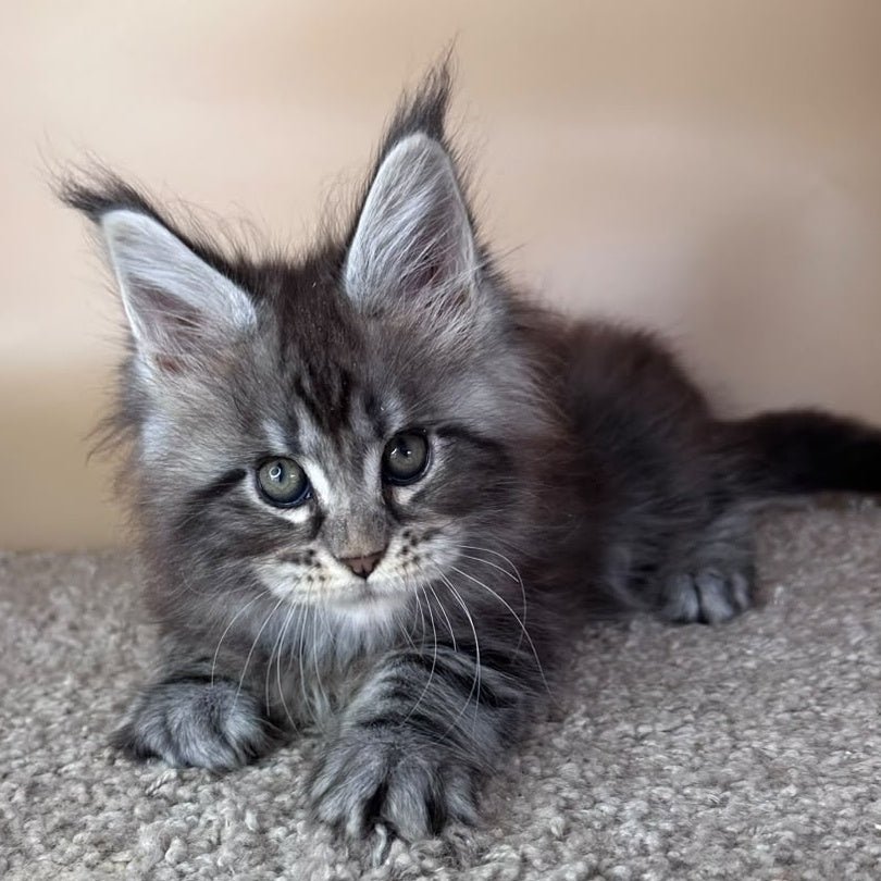 Denis Maine Coon male, black silver tabby