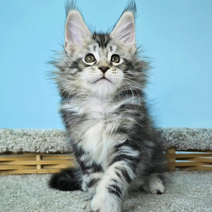 Henry Maine Coon male, black silver tabby