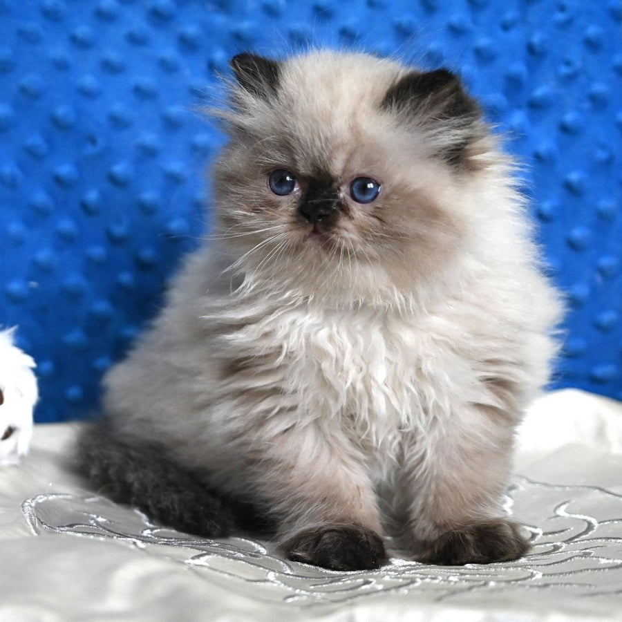 Brooklyn Persian male, black pointed