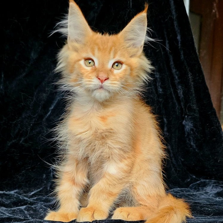 Mango Maine Coon male, red