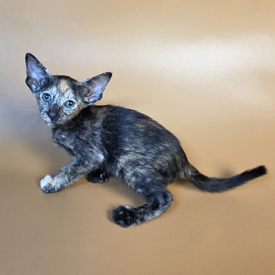Fenja Oriental Shorthair female, black tortie