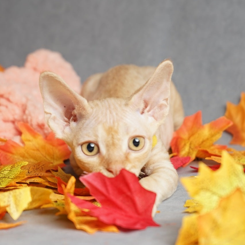 Pikachu Devon Rex male, red