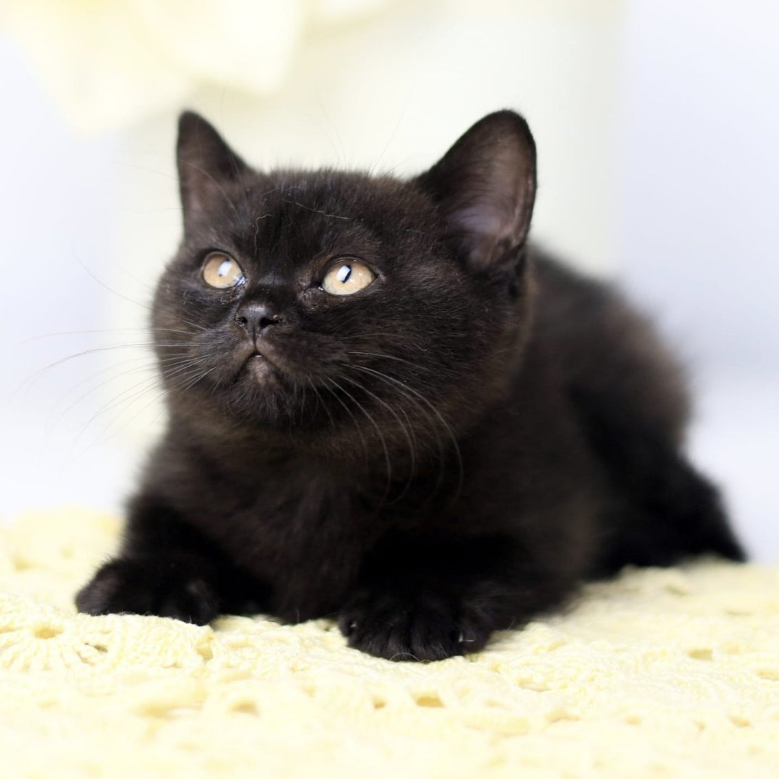Yanka British Shorthair female, black