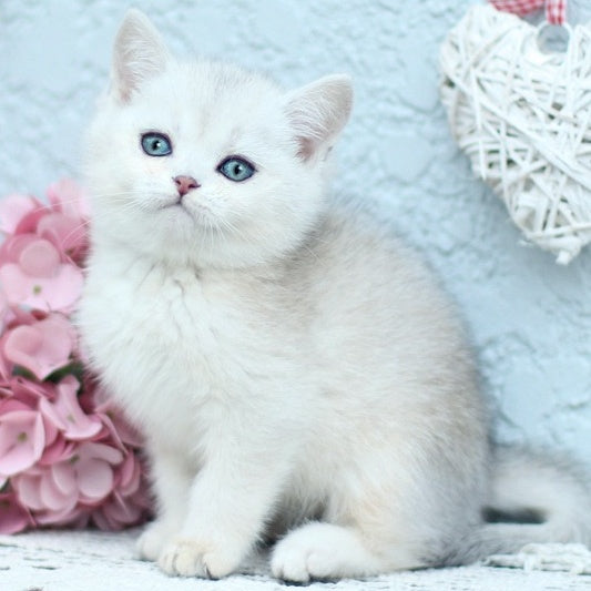 Deni British Shorthair male, black silver shaded