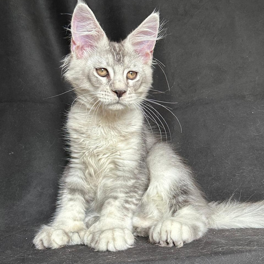 Jet Maine Coon polydactyl 6x6x6x6 male, black silver ticked tabby