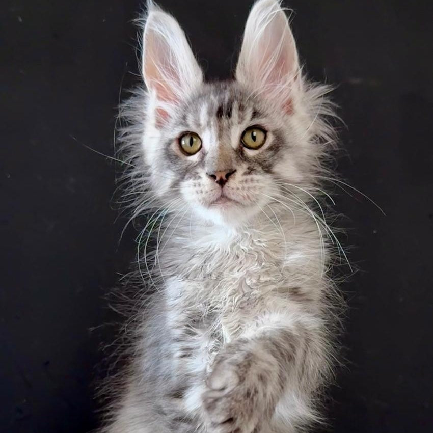 Lans Maine Coon male, black silver tabby