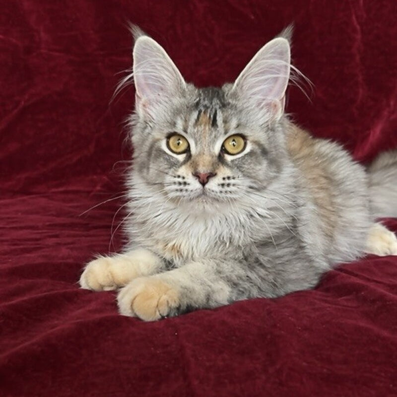 Gemma Maine Coon female, black tortie silver ticked tabby