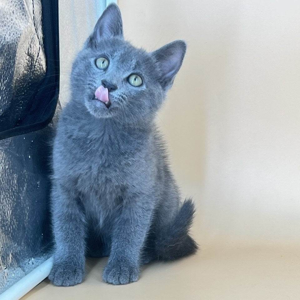 Kris Russian Blue male, blue