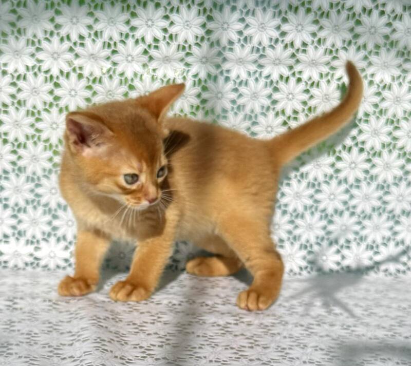 Bastet Abyssinian female sorrel - live animals