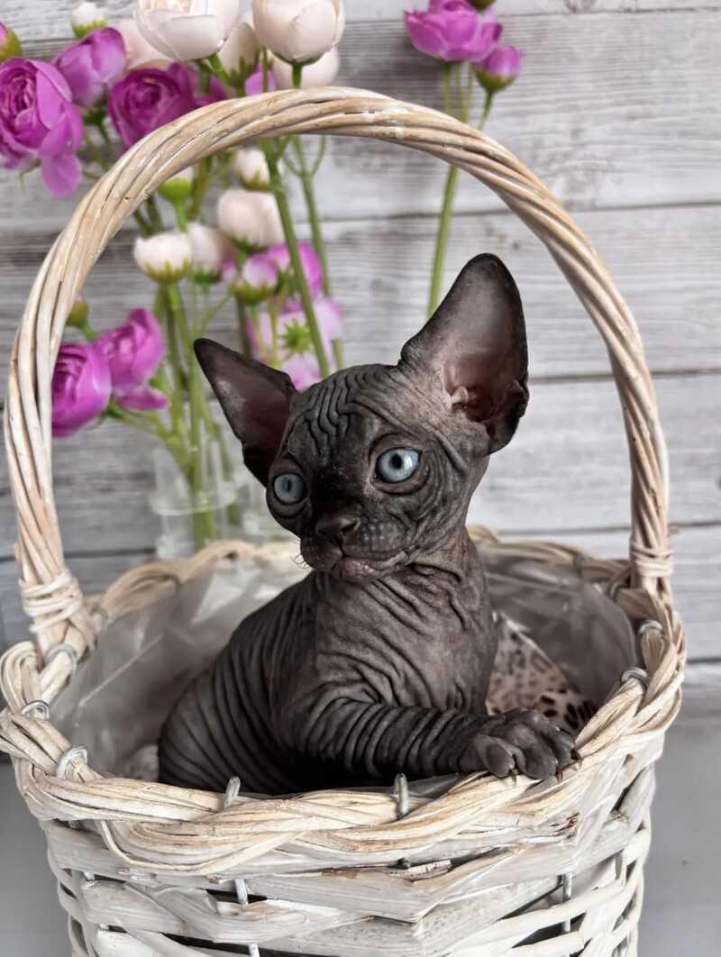 Aziza Canadian Sphynx female black - live animals
