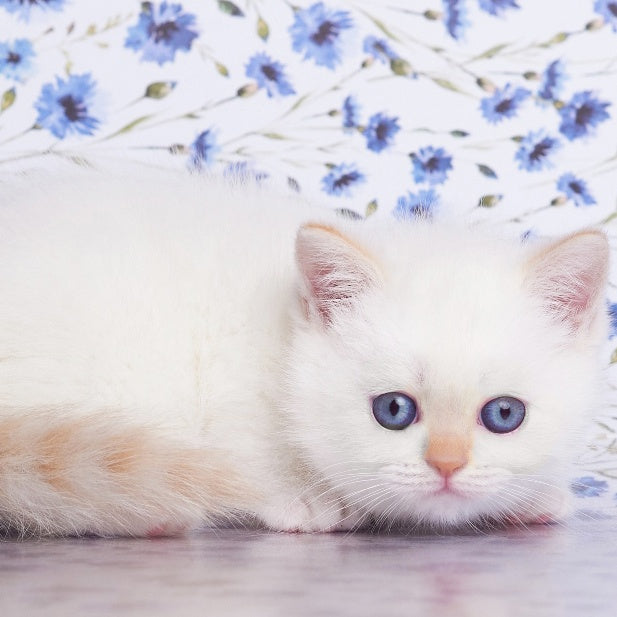 Aliaska British Shorthair female, red pointed