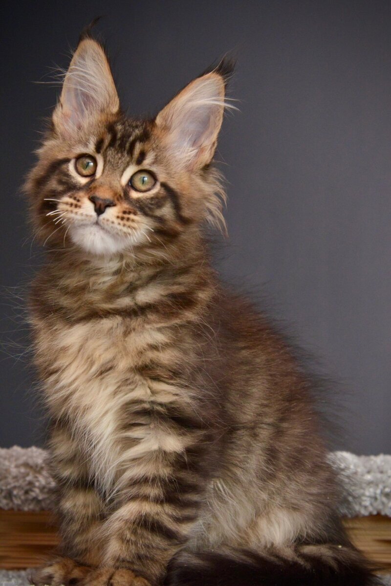 Whitewood Maine Coon male black tabby - live animals