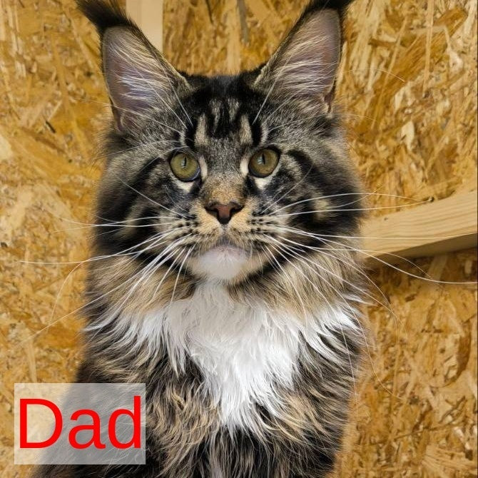 Olenna Maine Coon female, black with white