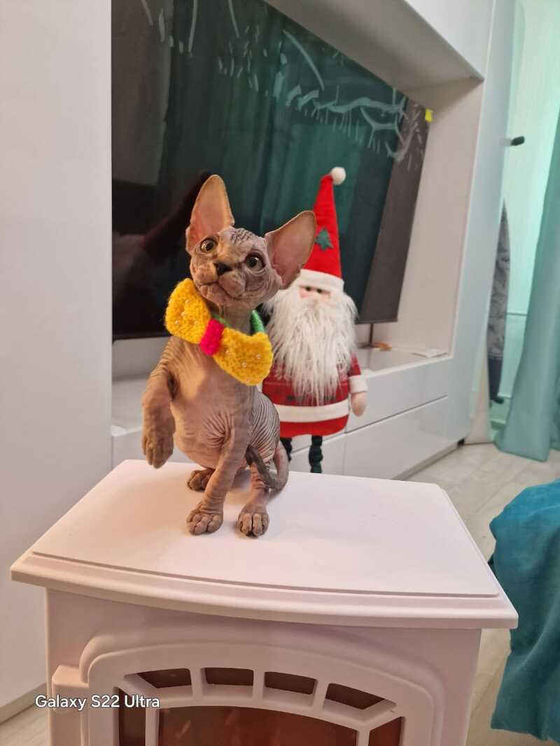 Dasha Canadian Sphynx female black tabby - live animals