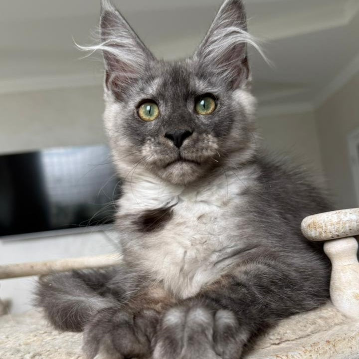 Kupidon Maine Coon male, black silver with white