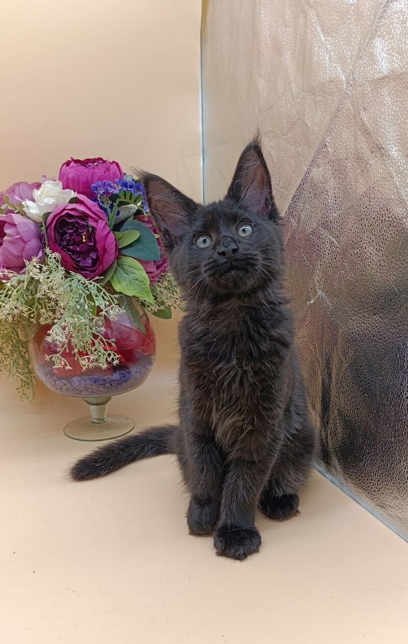 Iris Maine Coon female black silver - live animals