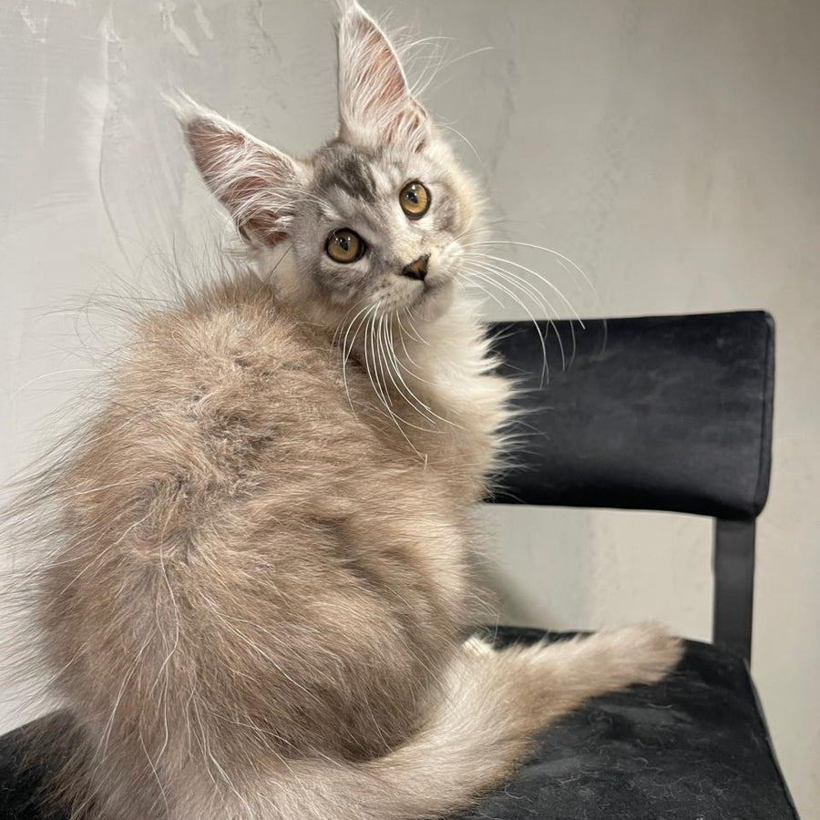 Markush Maine Coon male, blue silver ticked tabby