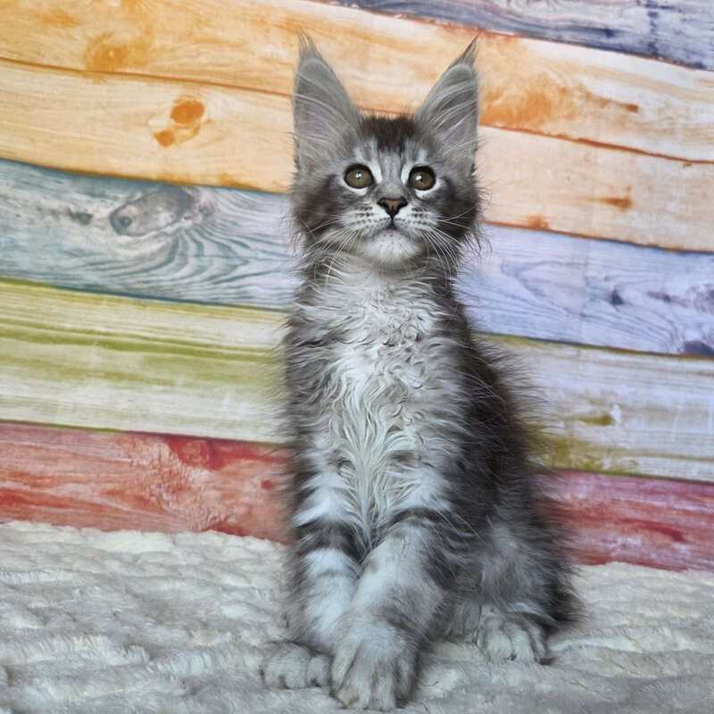 Pollor Maine Coon male, black silver ticked tabby