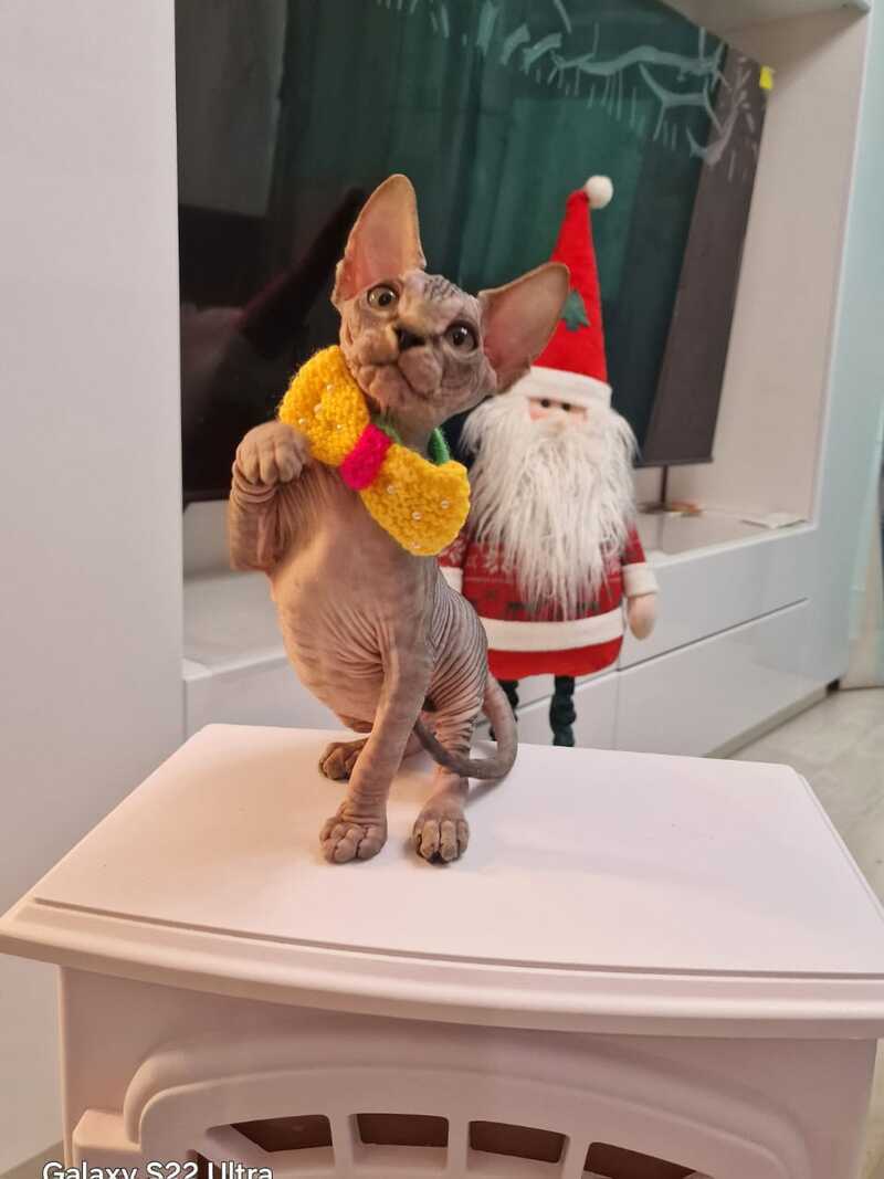 Dasha Canadian Sphynx female black tabby - live animals