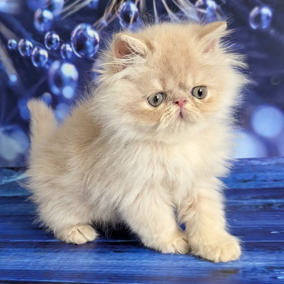 Timoti Persian male, cream tabby