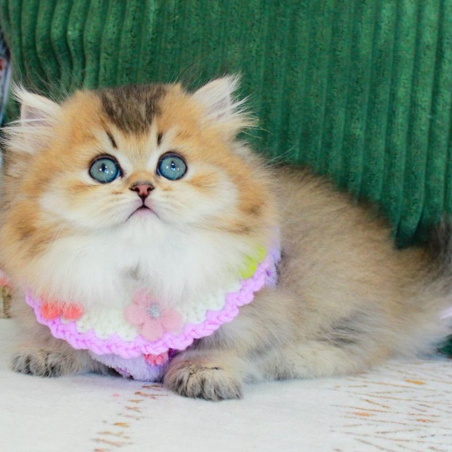 Kasper Munchkin male, chocolate golden ticked tabby