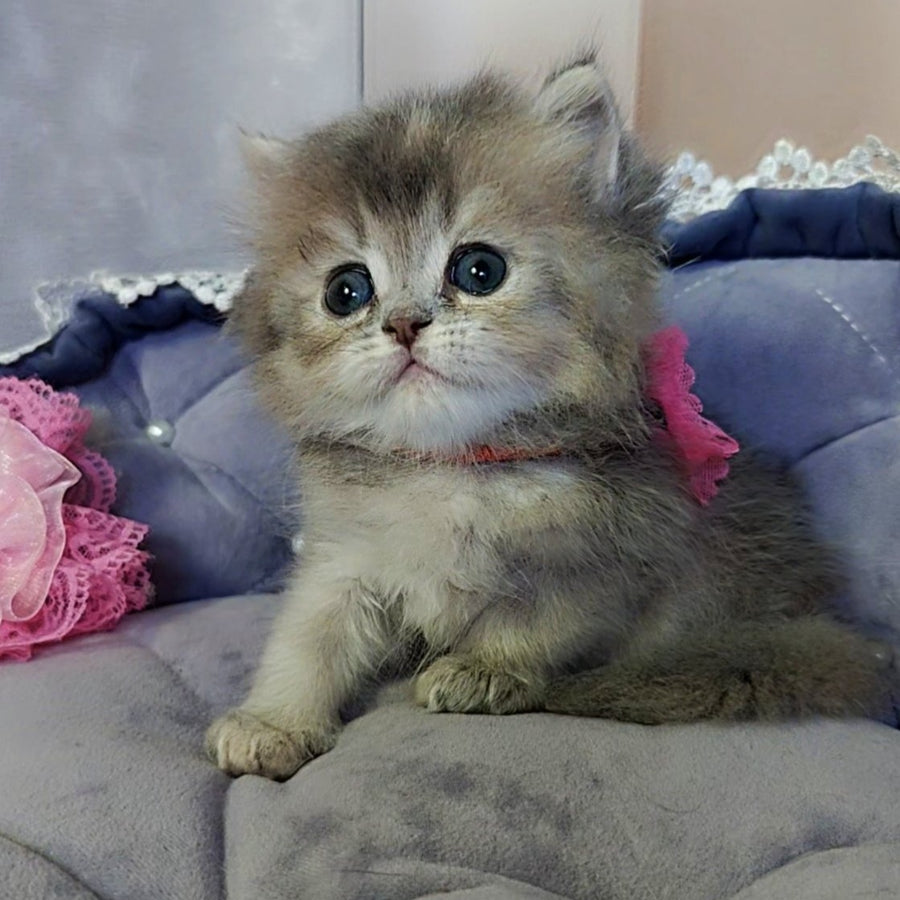 Tina British Longhair female, blue tortie
