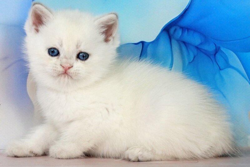 Quest British Shorthair male blue golden shaded pointed - live animals