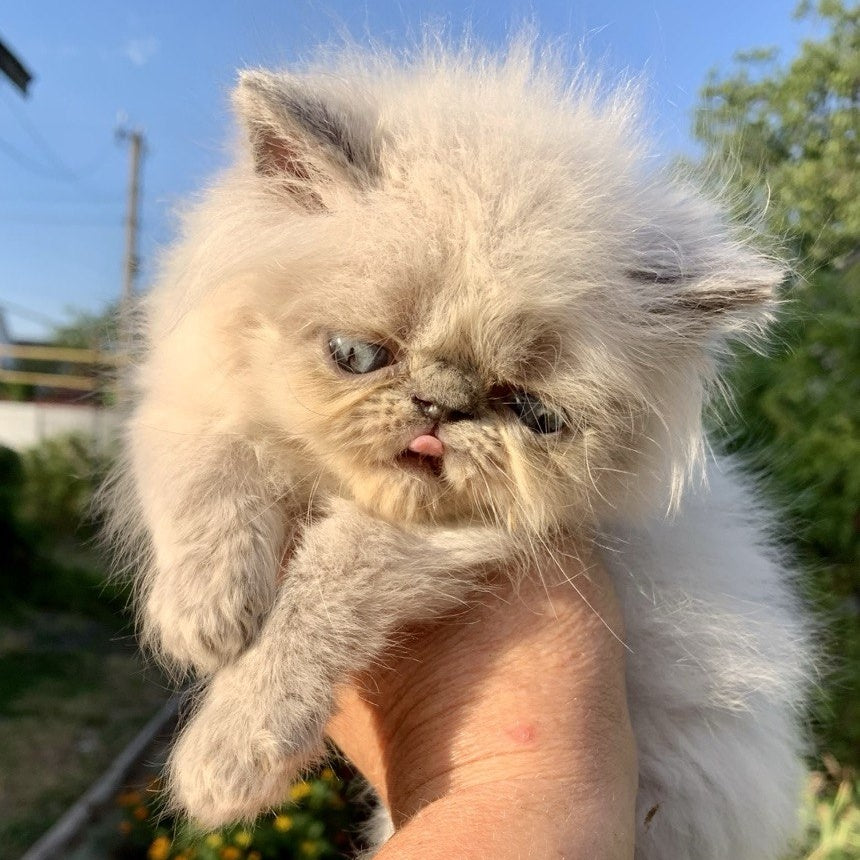 Bruno Persian male, blue pointed