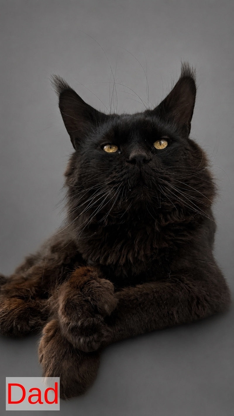 Amadest Maine Coon male, black silver