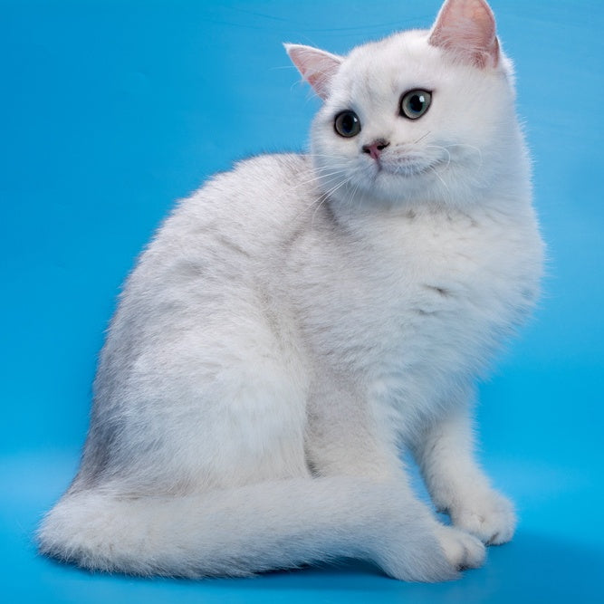 Fandi British Shorthair female, black silver shaded