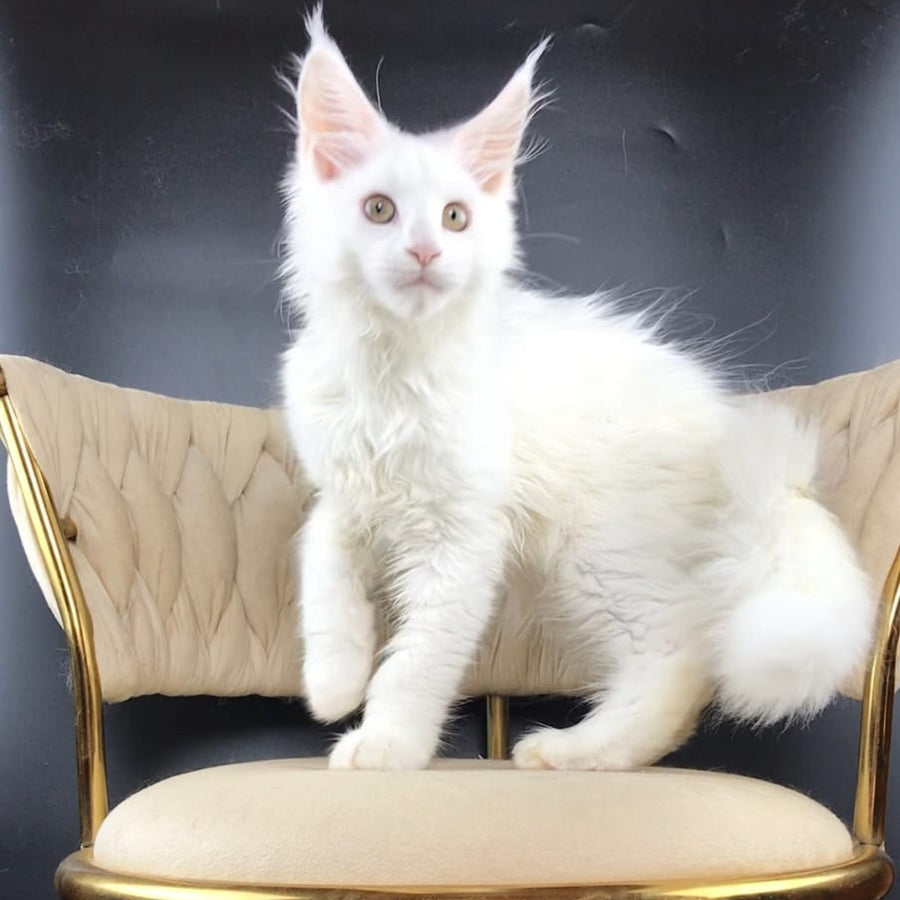 Xia Maine Coon female, white